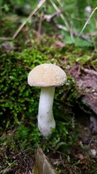 Boletus pallidus image