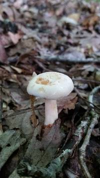 Lactarius chrysorrheus image