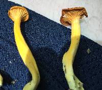 Cantharellus ignicolor image