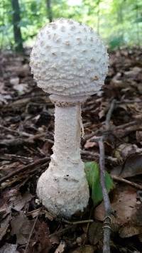 Amanita rhopalopus image