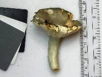 Russula redolens image