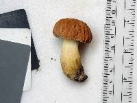 Boletus hortonii image