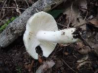 Russula modesta image