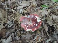 Russula vinacea image