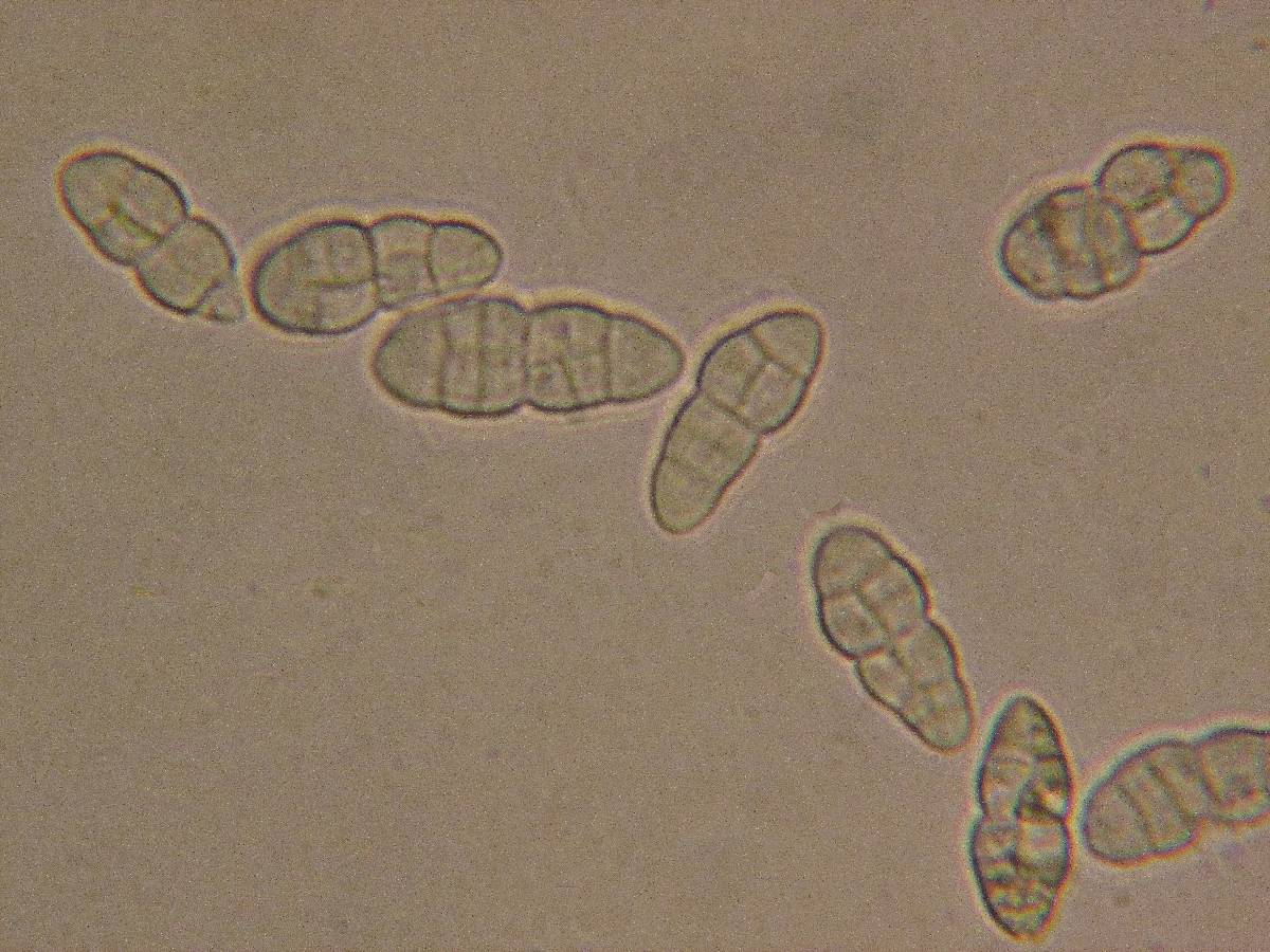 Dothiora dothideoides image