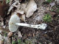 Amanita solaniolens image