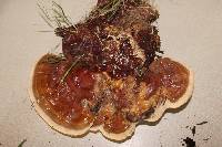 Ganoderma sessile image