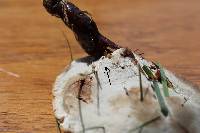 Ganoderma sessile image