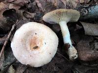 Lactarius chrysorrheus image