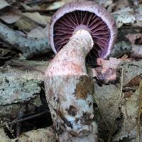 Cortinarius torvus image