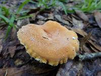 Lactifluus hygrophoroides image