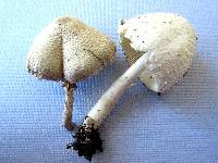 Leucocoprinus cepistipes image