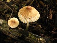 Leucoagaricus rubrotinctus image