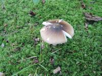 Amanita solaniolens image
