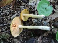 Entoloma flavifolium image