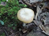 Entoloma flavifolium image