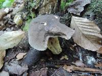 Retiboletus griseus image