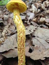 Heimioporus betula image