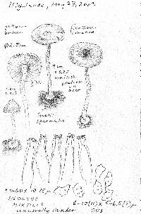 Inocybe mixtilis image