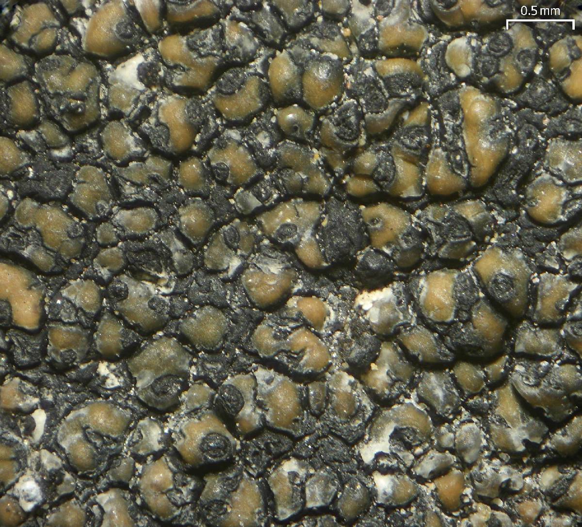 Polycoccum image