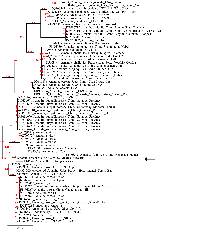 Amanita arocheae image