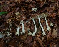 Amanita arocheae image