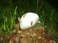 Agaricus arvensis image