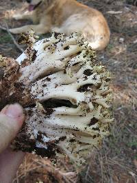 Ramaria rasilispora image