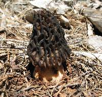 Morchella snyderi image