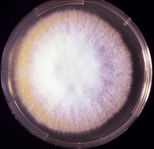 Microsporum canis image