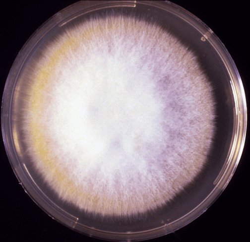 Microsporum canis image