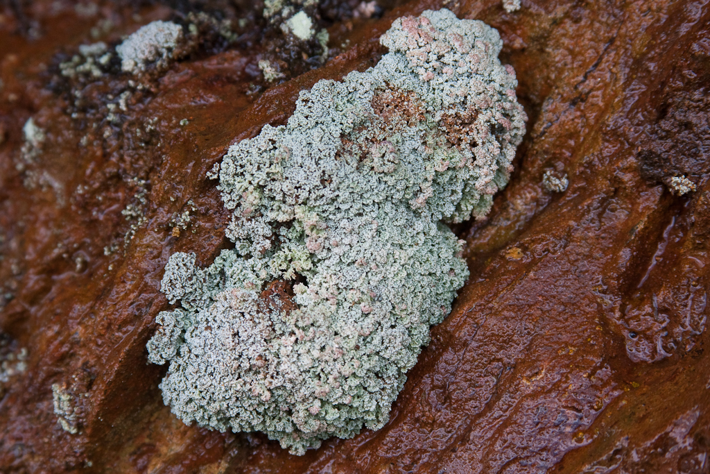Stereocaulon dactylophyllum image