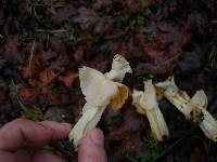 Helvella crispa image