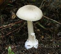 Amanita taiepa image