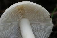 Amanita taiepa image