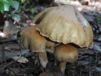 Cortinarius hinnuleus image