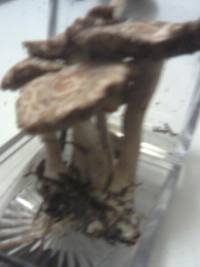 Agrocybe dura image