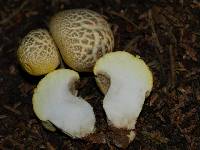 Cantharocybe gruberi image