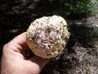 Amanita aprica image