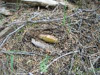 Boletus rex-veris image