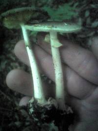 Amanita citrina var. grisea image