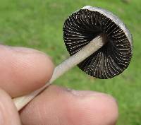 Panaeolus antillarum image