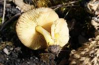 Pluteus romellii image