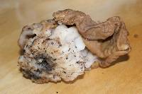 Gyromitra gigas image