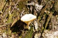 Lichenomphalia umbellifera image