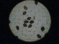 Panaeolus cinctulus image