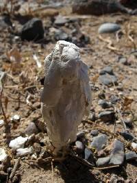 Podaxis pistillaris image