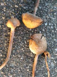 Panaeolus cinctulus image