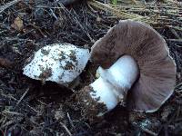 Agaricus albolutescens image