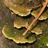 Inonotus subiculosus image